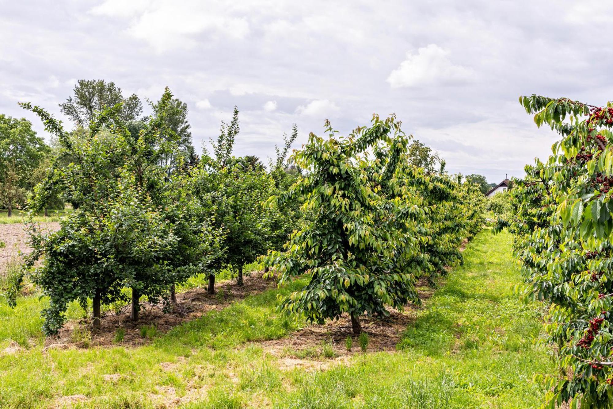 Ferienwohnung Im Obstgarten Ihringen Esterno foto